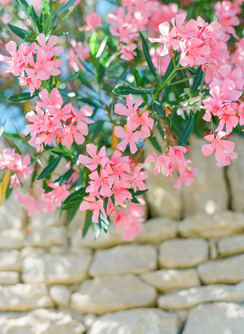 pink oleanders